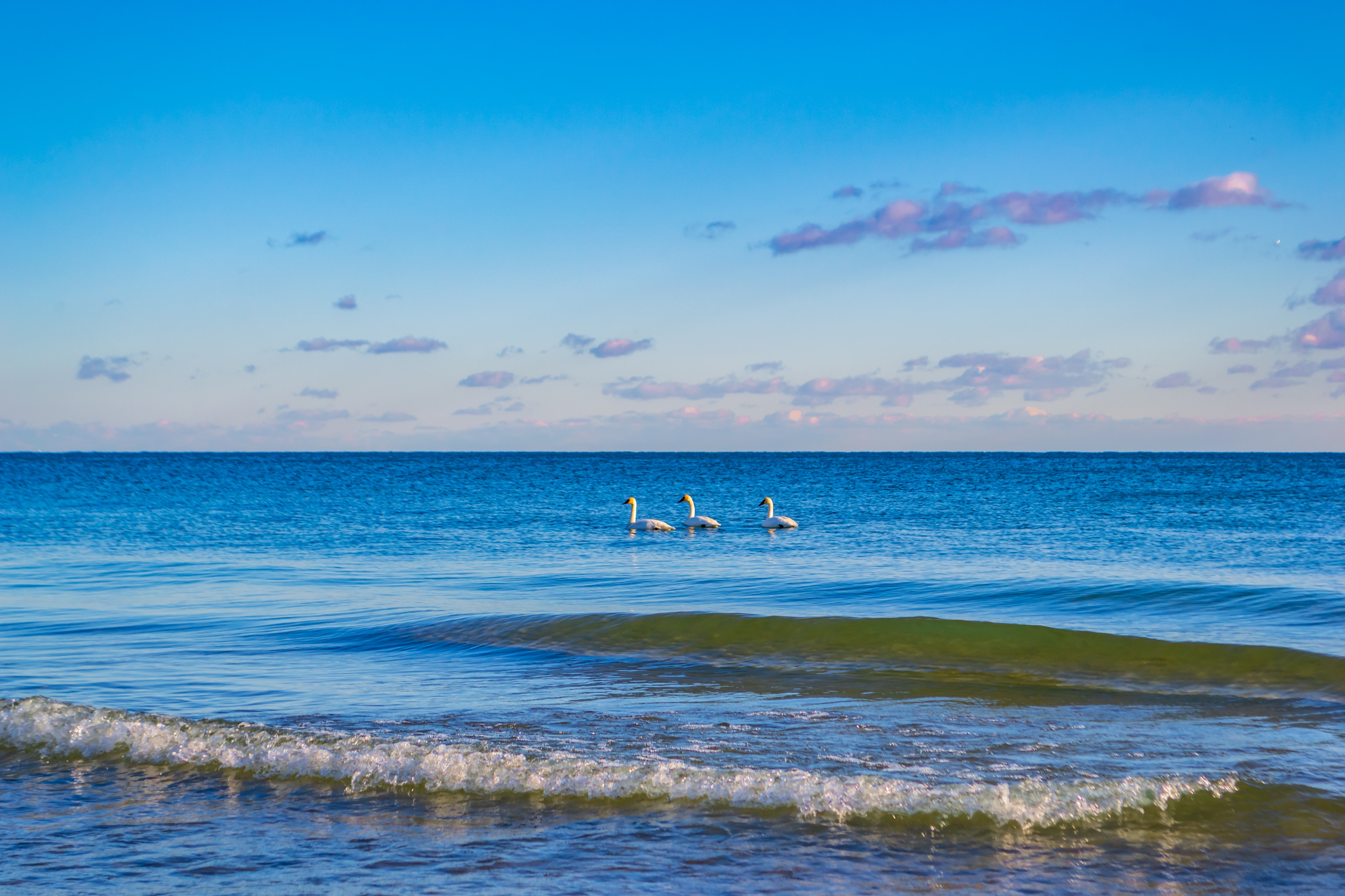 Sea