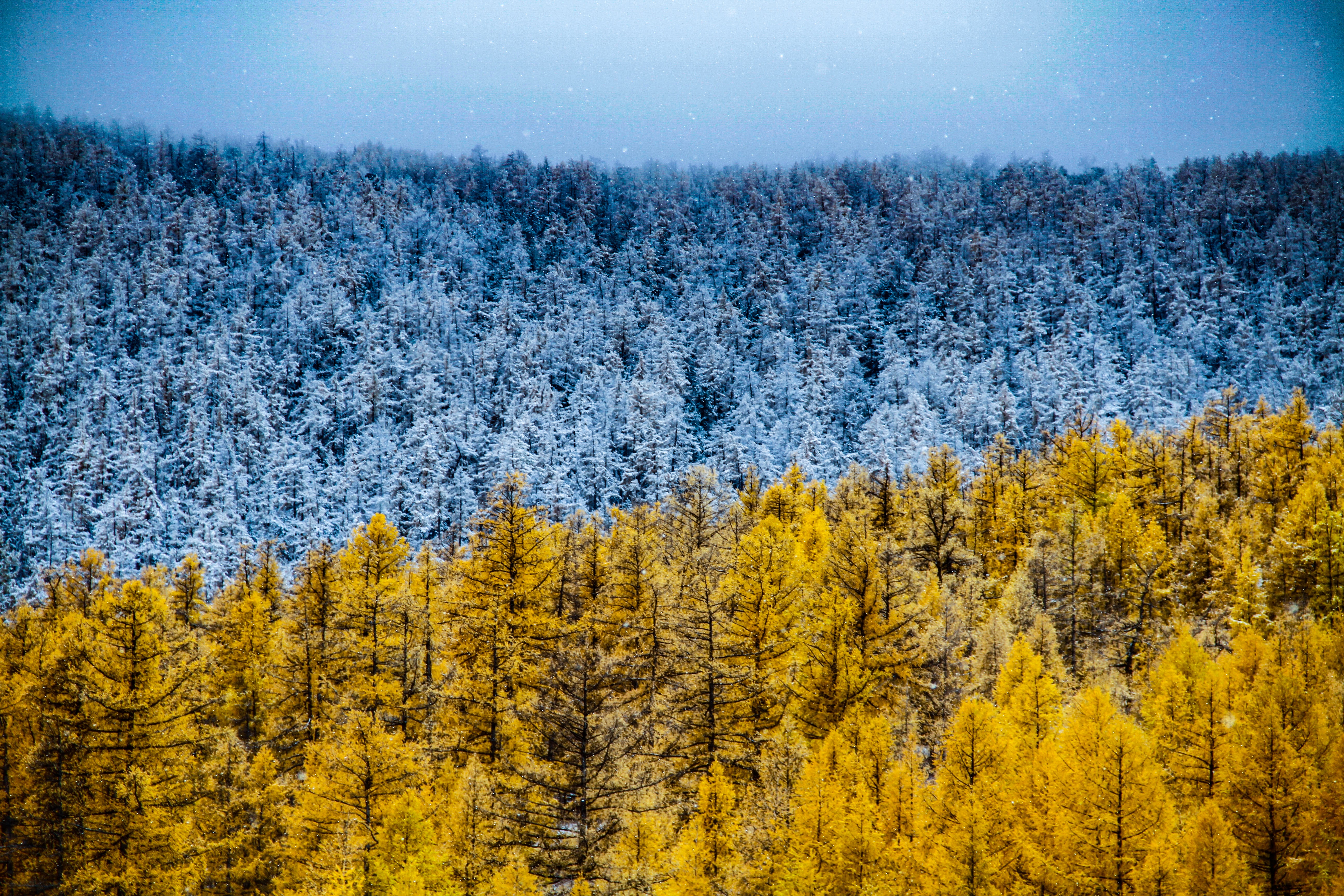 Trees